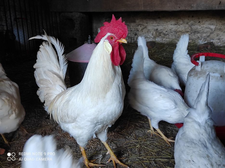 Jaja jajka lęgowe leghorn