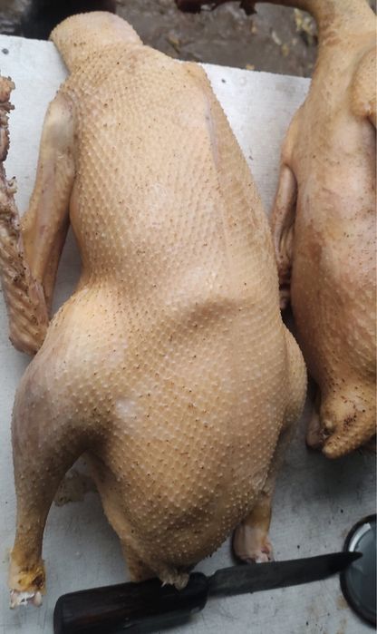 Домашня гуска, індюшка, мясо гуски та індюшка.