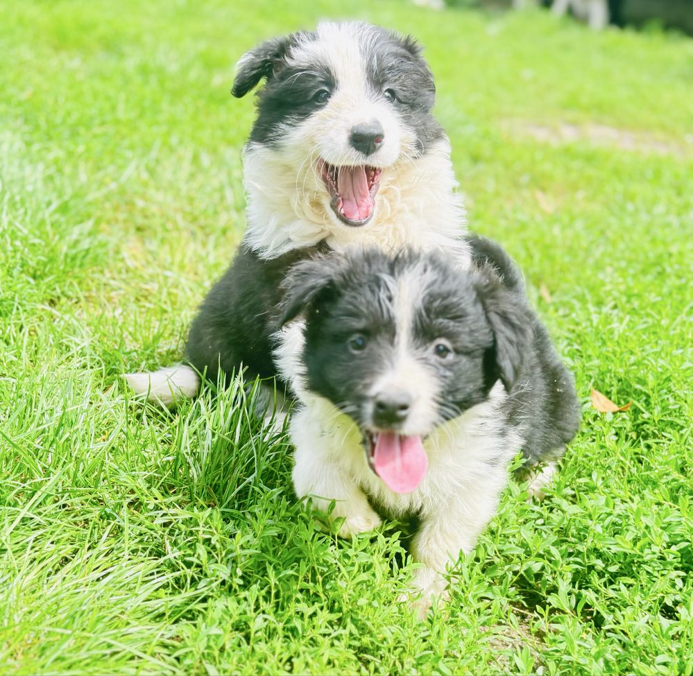Border collie - szczenię z rodowodem