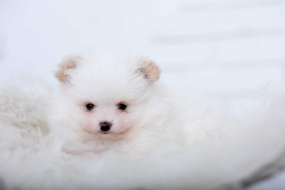 Szpic miniaturowy pomeranian