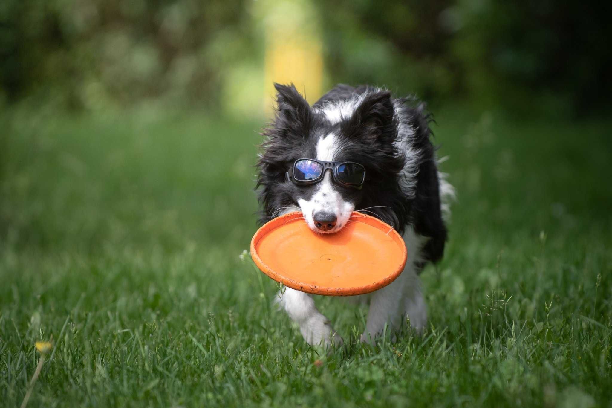 Szczeniak border collie Didi z Uroczyska ZKwP/FCI, suczka black&white
