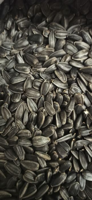 Семена /Насіння Кондитерская семечка, соняшник