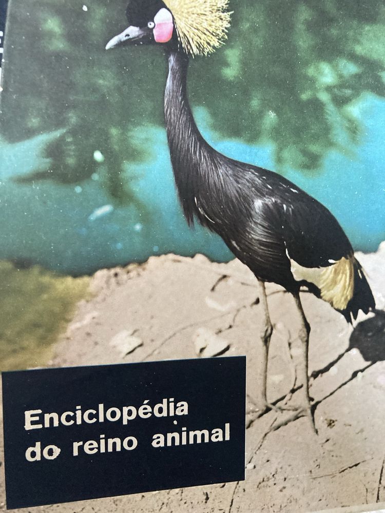 Enciclopédias Verbo Juvenil e Reino Animal