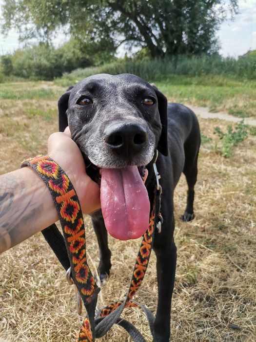 Luna - mix Wyżeł; mądra, łagodna i delikatna