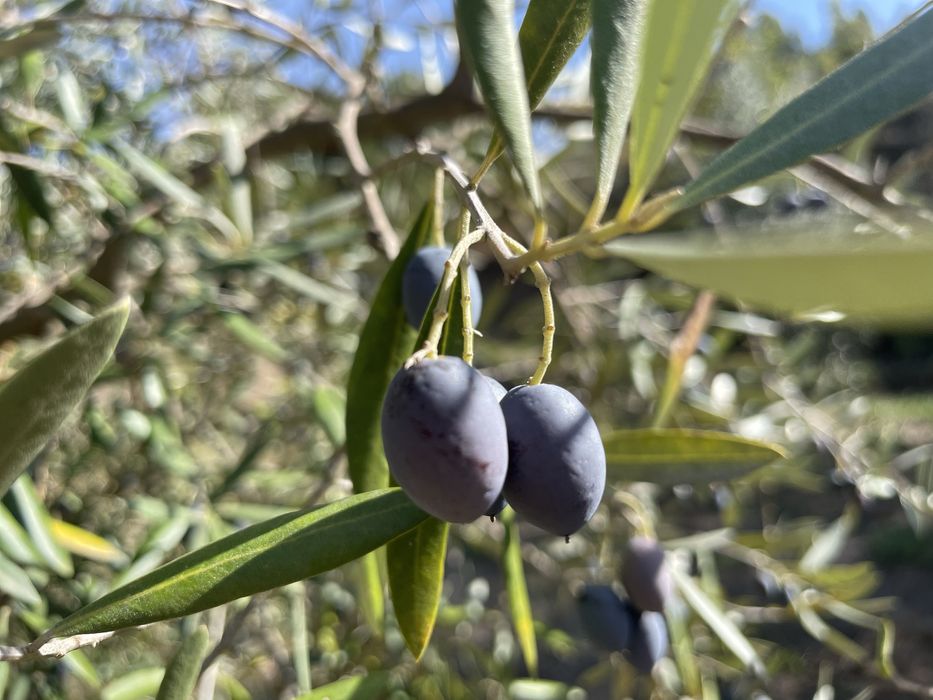 Quinta na zona de Serra da Estrela
