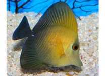 Zebrasoma Scopas