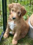Irishdoodle&Goldendoodle - Badania genetyczne