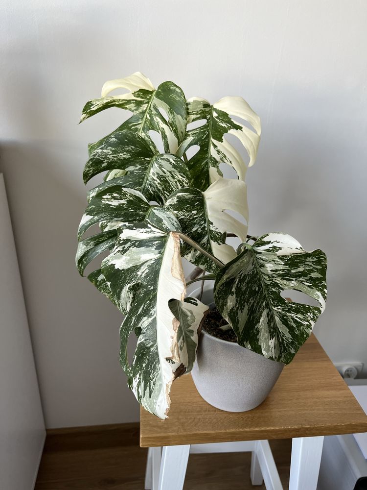 Monstera variegata ukorzeniona w ziemi sadzonka nr2