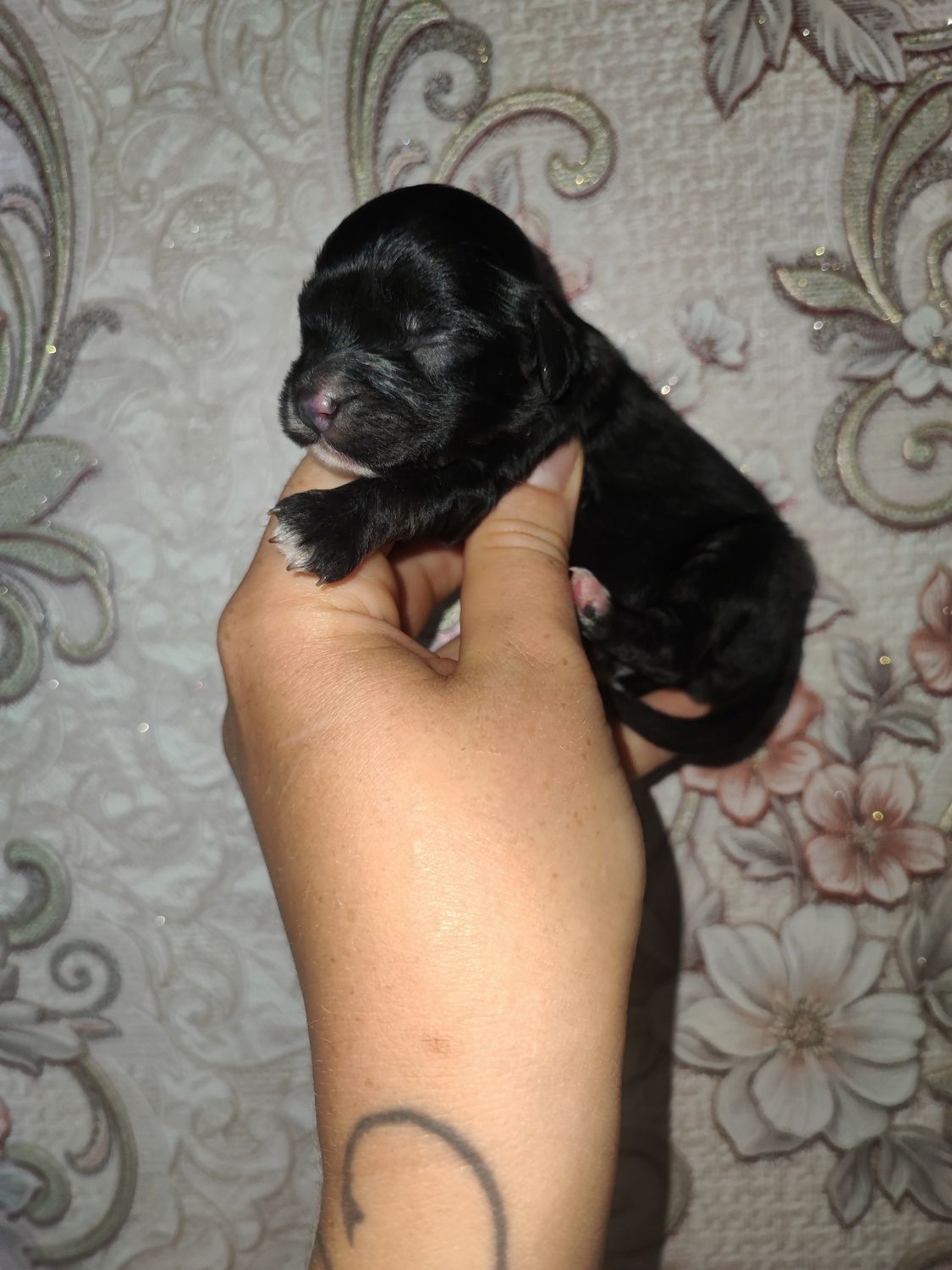 Cavapoo-Cavoodle Samiec o pięknym umaszczeniu do rezerwacji!