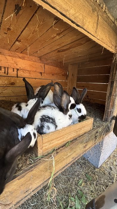 srokacze niemieckie młode