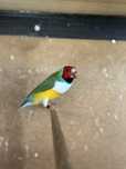Diamantes Gould 2025