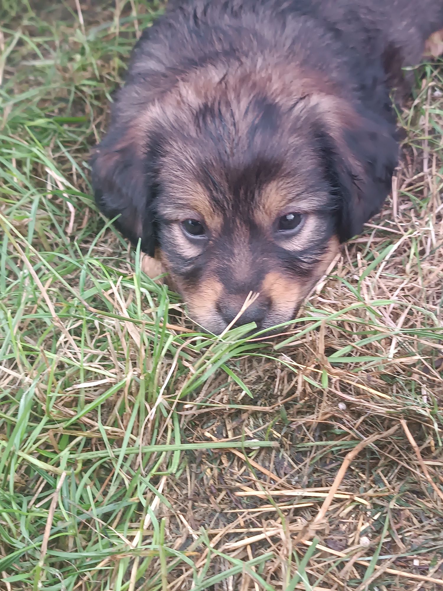 Pieski do adopcji