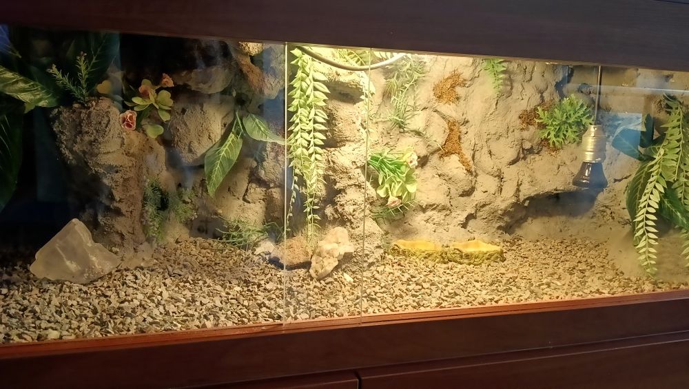 Terrarium pustynne. Żółw, jaszczurka...