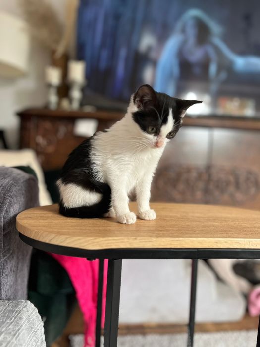 Bazylka potrzebuje domku