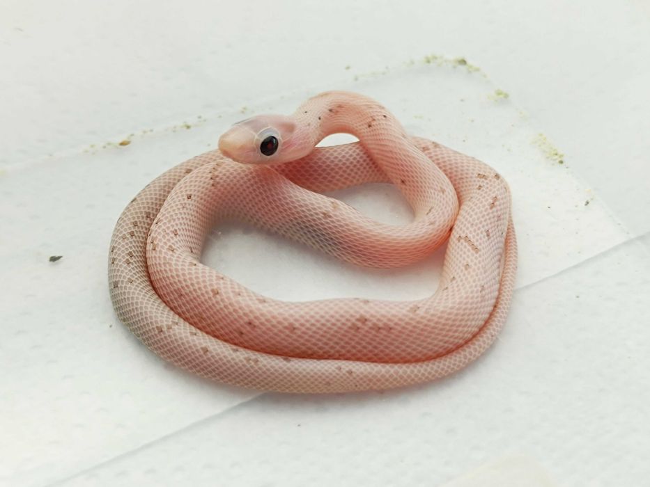 Wąż zbożowy odmiany Palmetto charcoal ph. 66%, amel / SAMICA