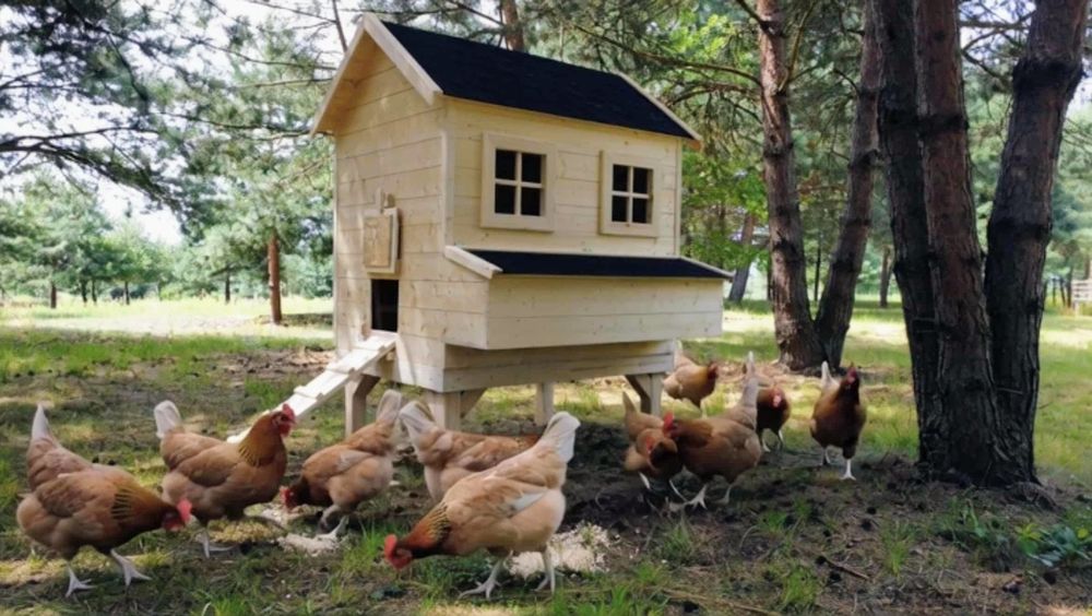 Kurnik dla 10-20 kurek