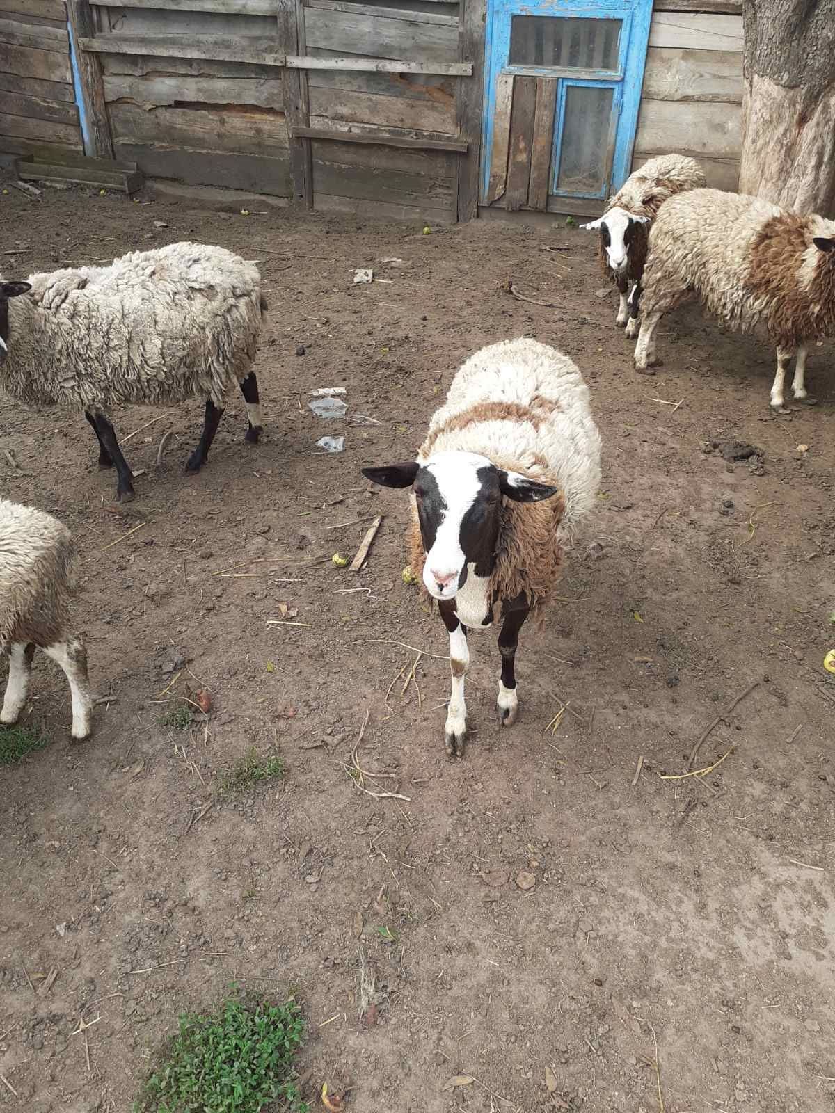 Продам вівці  кроси