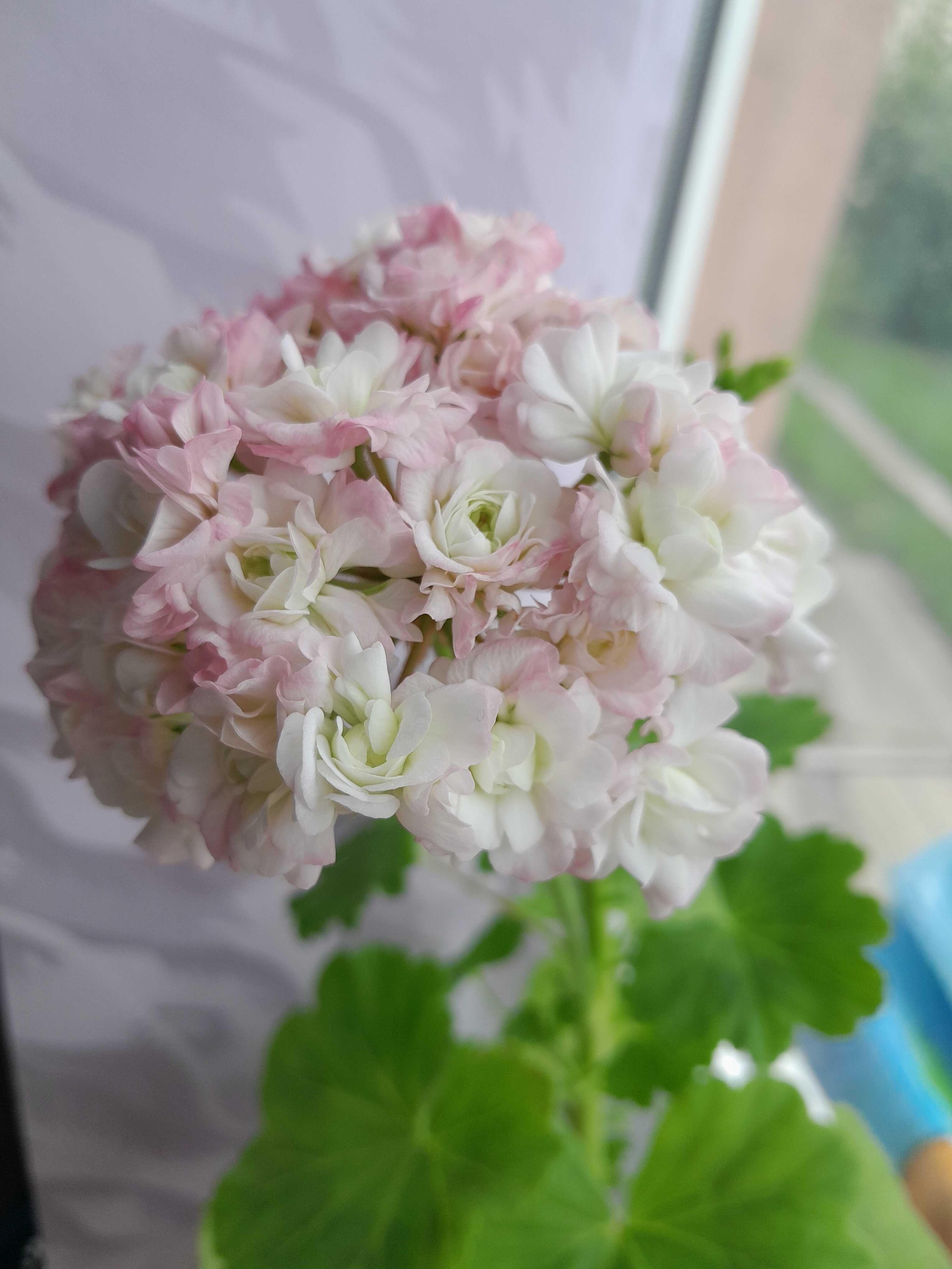Пеларгонія April Snow