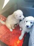 Golden Retriever chłopcy