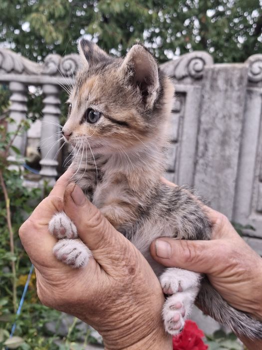 Віддам даром. кошеня