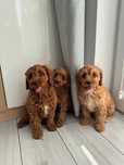 Cavapoo  ciemny piesek gotowy do Odbioru !!