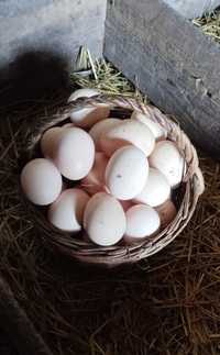 Яйца домашние десяток 70 грн..Находимся на Червоном по.ул.Чапаева