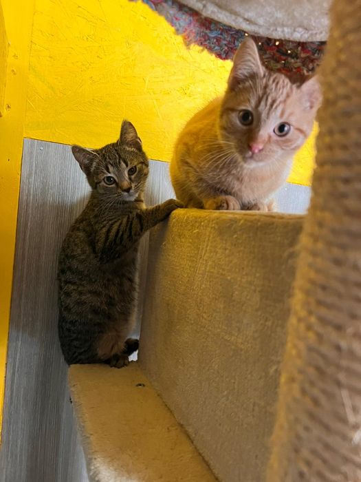 Małe kotki czekają na domy w schronisku