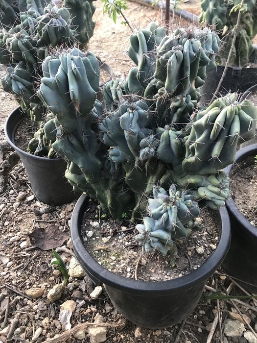 Cactos de várias alturas