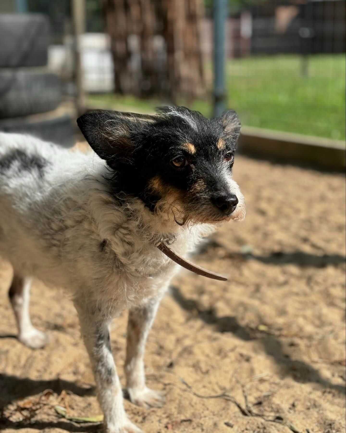Cudowne mikrosuczki Figa i Misia do adopcji