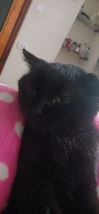 Кот Барс домашній