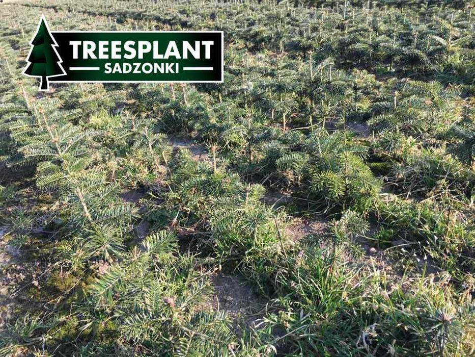 RZESZÓW Jodła kaukska 4,5 letnia sadzonki jodły świerk srebrny serbski