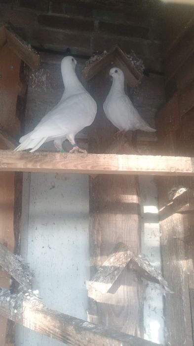 Gołębie orlik belgijski