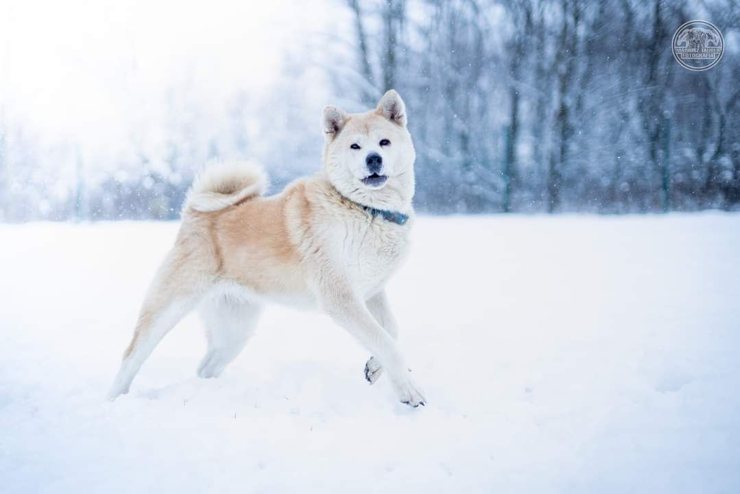 Suczka akita Manilly szuka domu