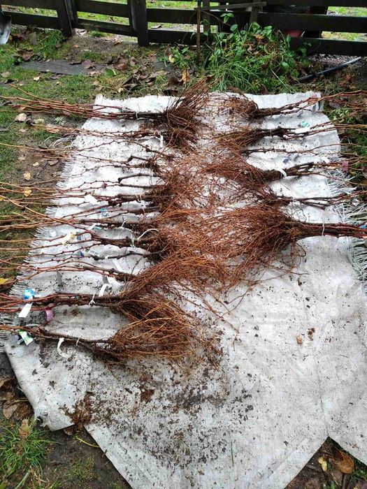 Саджанці винограда 2025. Киш Миш, Столовий