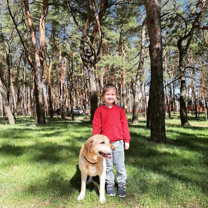 Лабрадор для вязки