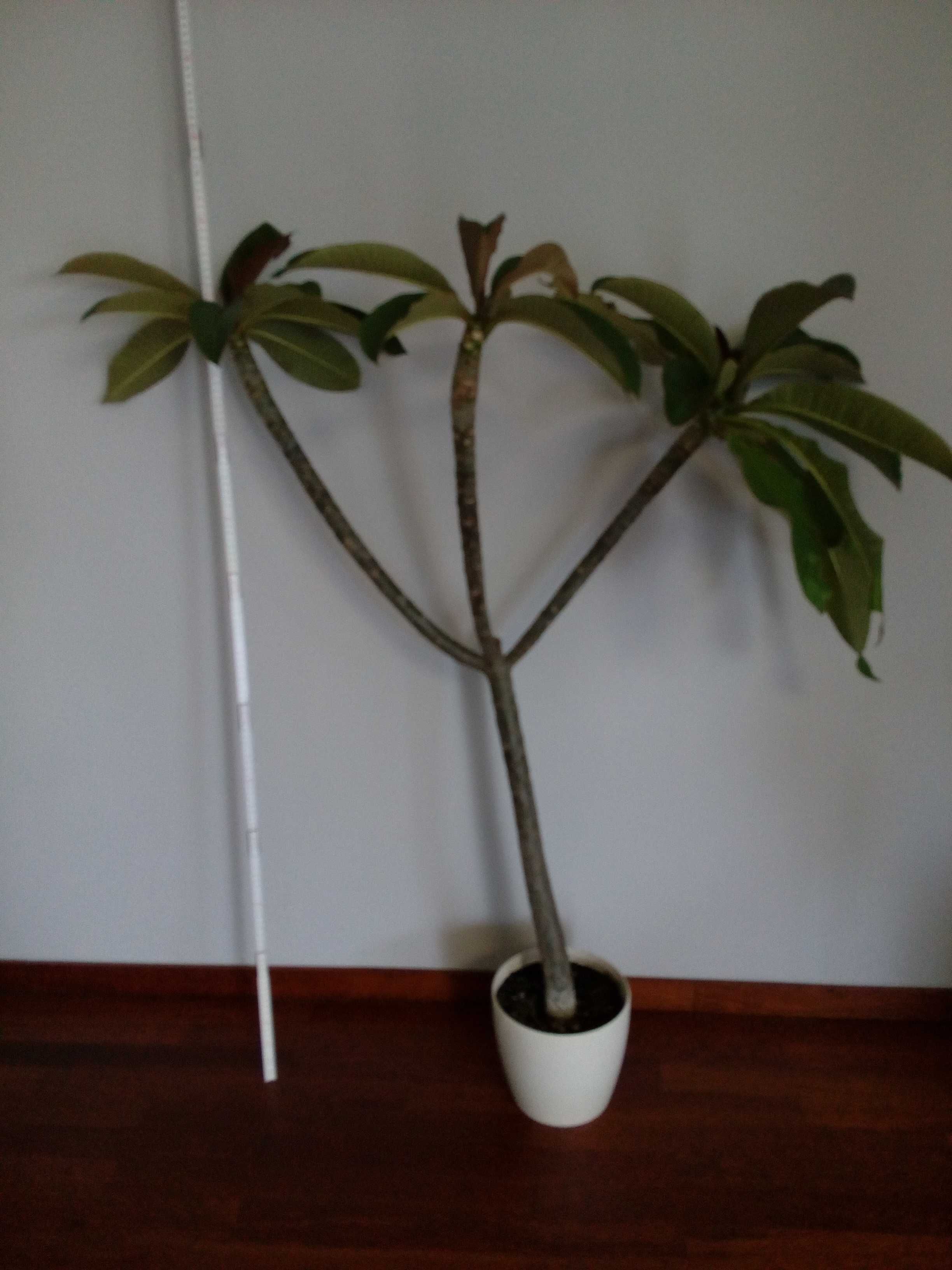 Plumeria Biała 120 cm 7-letnia - KWITNACA - pięknie pachnąca