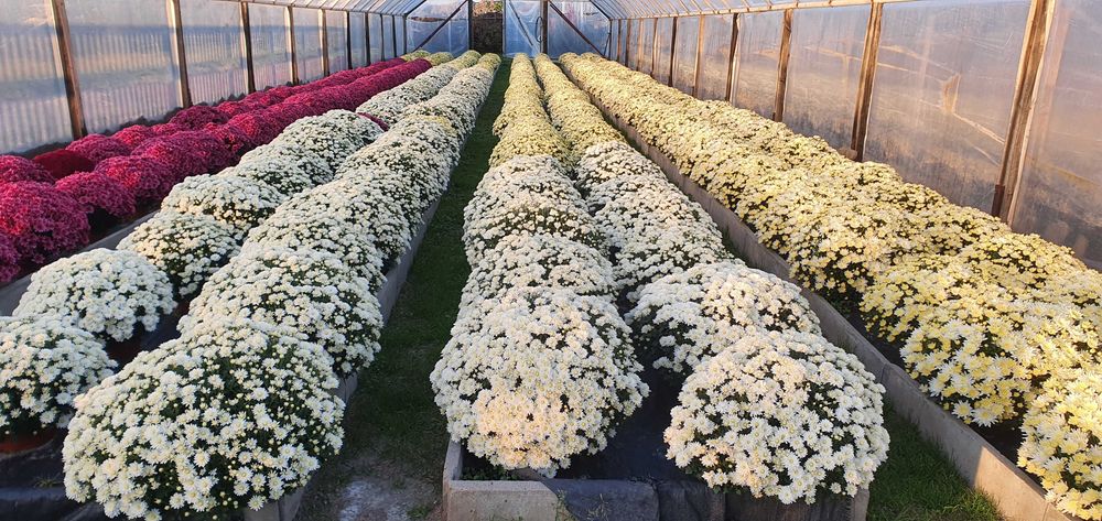 Chryzantemy cięte Cremist i doniczkowe drobnokwiatowe!!!