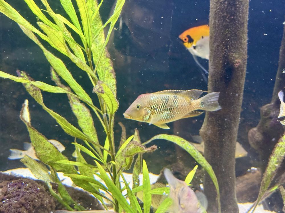 Ziemiojad Steindachnera - Czerwonogłowy Geophagus