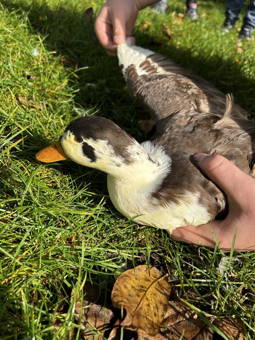 Call Duck kaczor kaczka