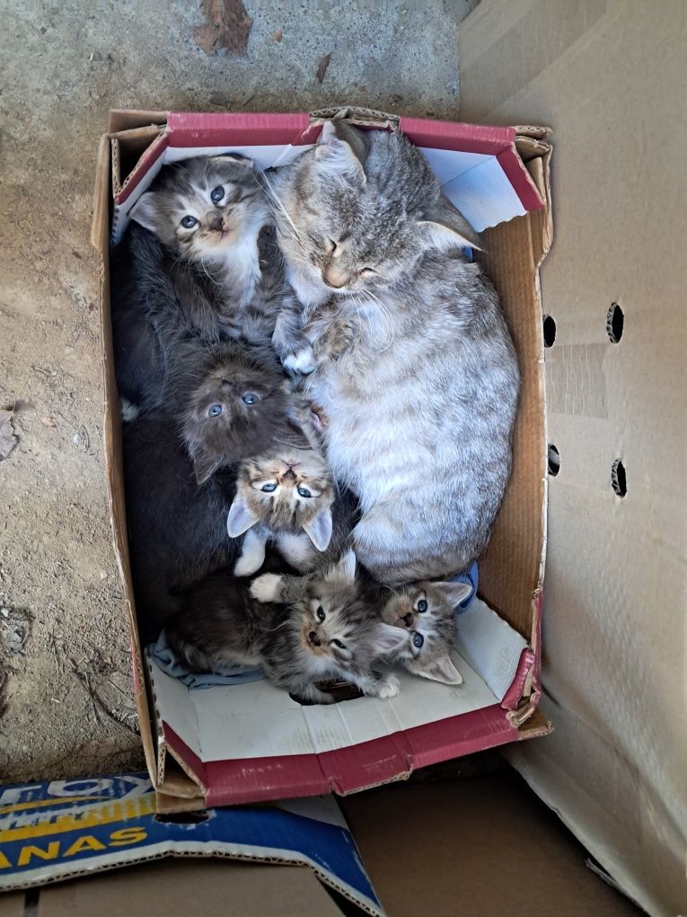 Кошенята безкоштовно