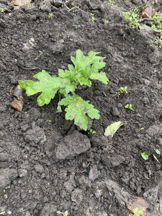 Хризантема ветка микс