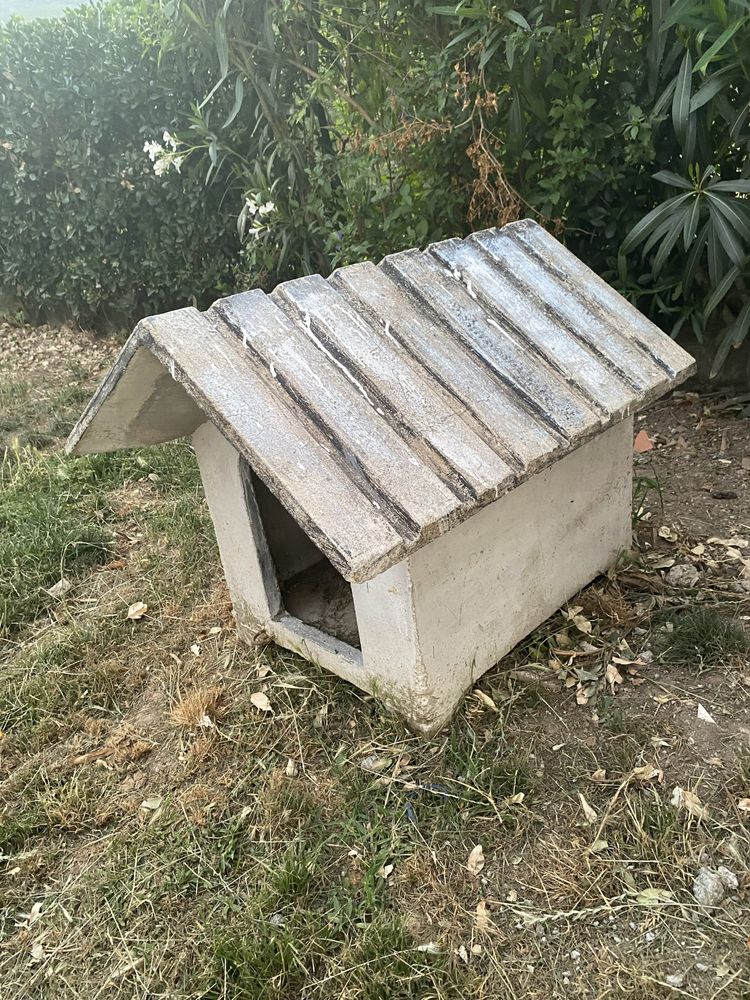 Casota cao - tamanho medio