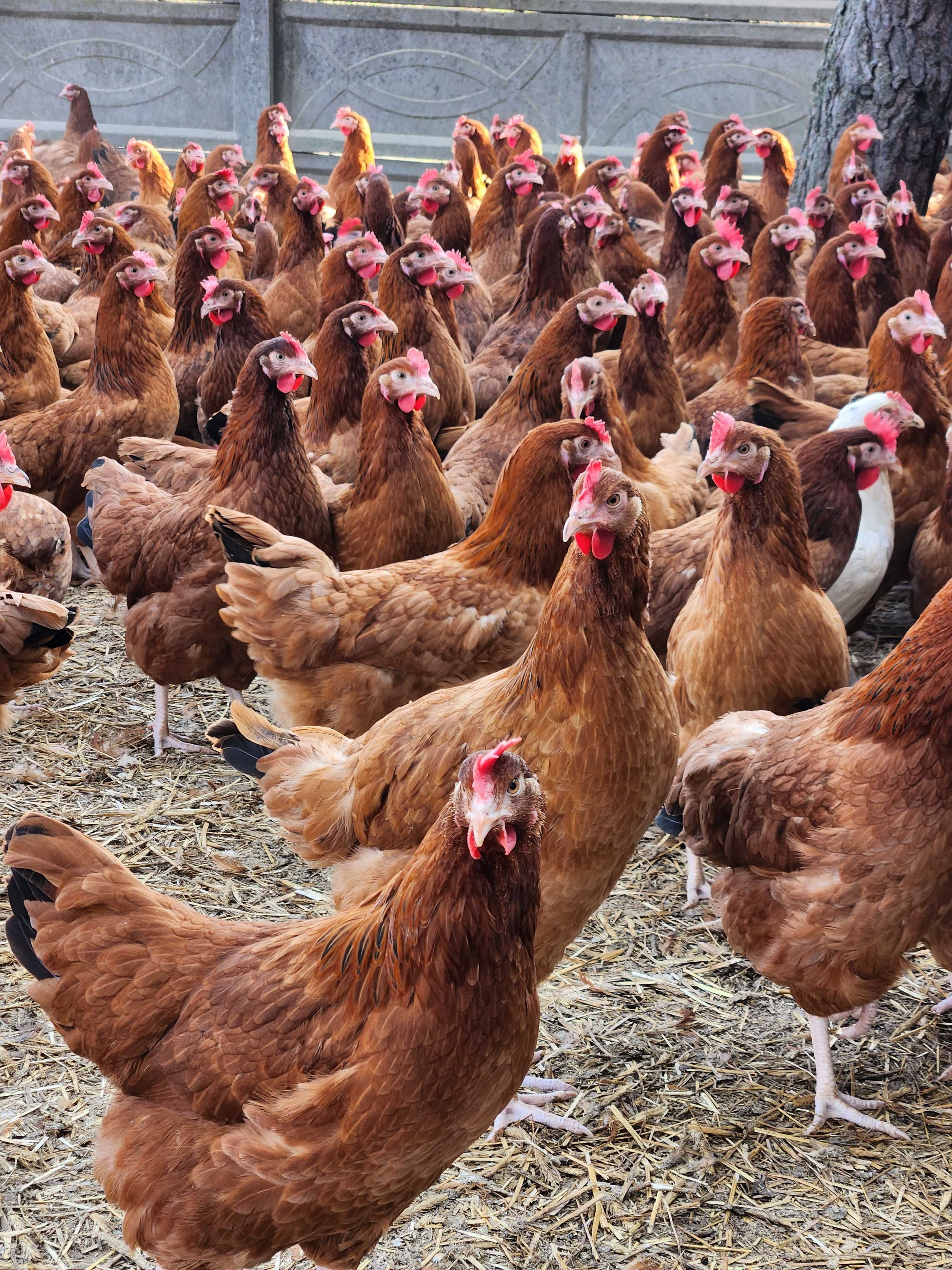 Kury nioski z jajkiem ! Rosa Messa ISA Dominant Leghorn Sendi !