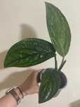 Epipremnum Marble Planet