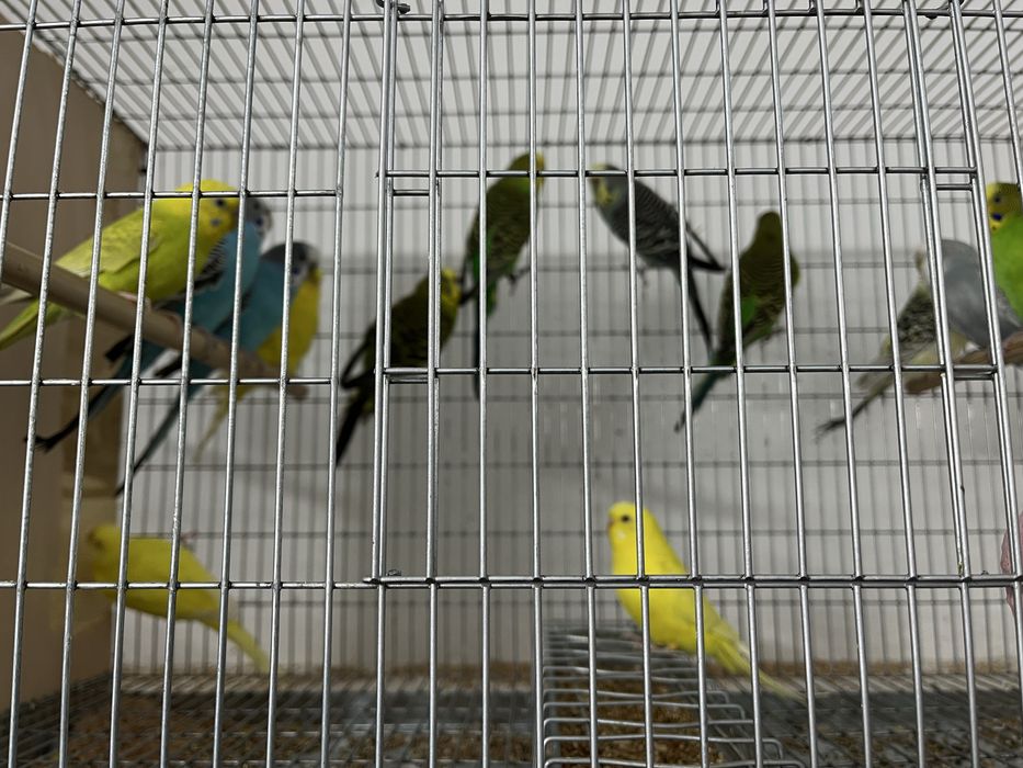 Periquitos Australianos de Cor