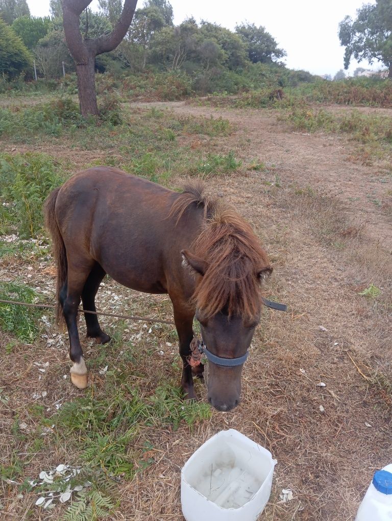 Pónei shetland  3 anos
