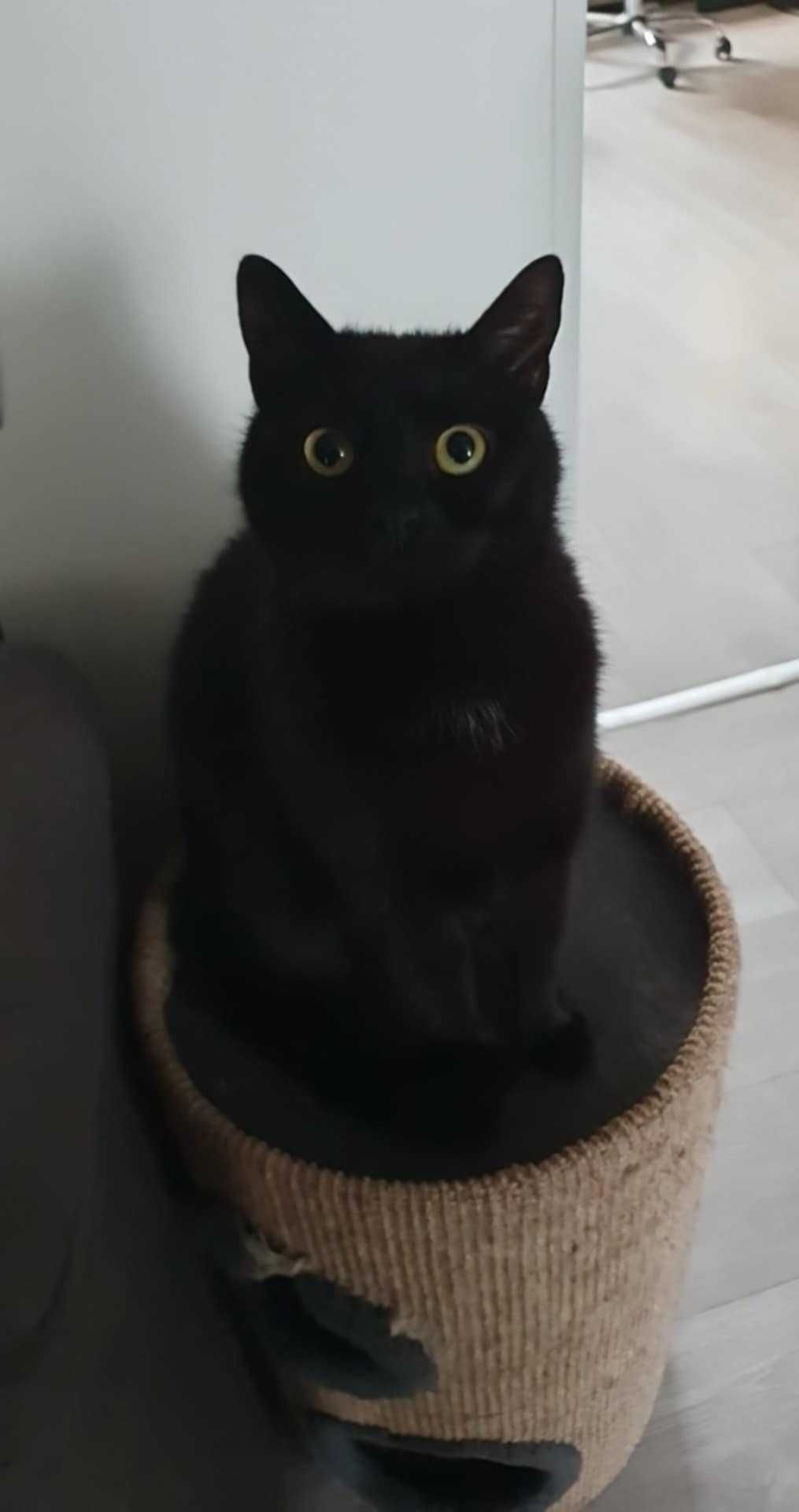 Kot do adopcji - Ciciuni