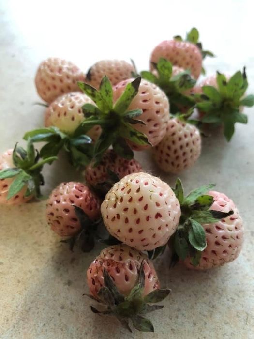 Розсада білої Полуниці анабланка