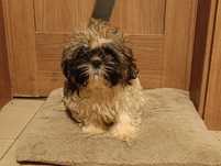 Shih-tzu  szczeniak z Rodowodem