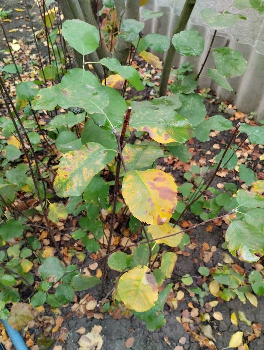 Саженцы  - Ирга смоуки - очень полезное растение